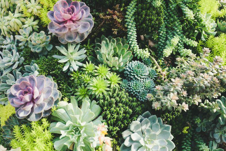 succulent plants unsplash image placeholder